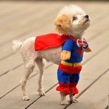 Hunde
