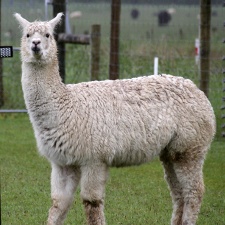 Alpaka