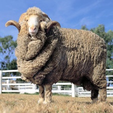 100% Merino