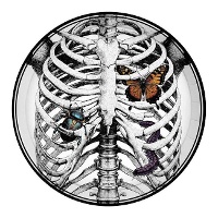 Skelett-Teller mit 23 cm Insekten - 6 Stück