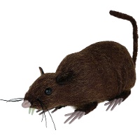 Braune Ratte, 15 cm