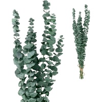 Dekorative farbige Eucalyptus Rotundifolia Zweige von 50-60 cm.